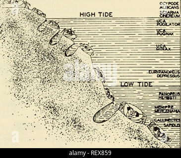 . Die auswanderungen der Tiere aus dem Meer. Tierökologie; Tier Migration. 108 Wie Tiere verändert Körper Volumen (Abb. 17). Bei Tortugas und an der Küste North Carolinas eine Littoral aquatische Krabbe hat einen Körper, der etwa zwanzig Mal das Volumen der Kiemen, sondern in einem Land crab der Körper 60 Mal hat das Volumen der Kiemen (Pearse, 1929, 1929 a). Ein land Hermit Crab wird leben mehrere Monate nach seine Kiemen entfernt wurden (Borra - daile, 1903; Pearse, 1929). Eine gezeitenzone Crab (UCA) kann Wasser in seinem Branchial Kammer. "Die fiddler Crab ist ein wahres Wasser - KRABBEN IN BEAUFORT, NC-r^ll Ich. S Stockfoto