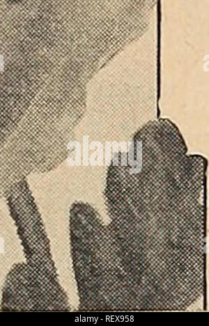 . Dreer der Großhandel Katalog für Floristen und Gärtner: Winter Frühling Sommer 1942. Die Glühbirnen (Pflanzen) Kataloge; Gemüse; Blumen Samen Samen Kataloge Kataloge; Baumschulen (Gartenbau) Kataloge; Gartengeräte und Zubehör Kataloge. HENRY A. DREER, Inc. Mehrjährig Blumen Samen Großhandel Katalog. *: S.::; Papaver Papaver nudicaule amurense - Island Mohn Amurense (Gelbes Wunder). Rich Buttercup gelbe Blüten von bemerkenswerter Größe getragen auf starken Stielen. 2 Fuß hoch. Tr. pkt. 50 c; Oz. $ 3.00. Coonara Fink. Eine echte Belastung der schöne rosa Farbtönen. Handel pkt. 40 c; Oz. $ 2.50. Gartford gemischt. Ma Stockfoto