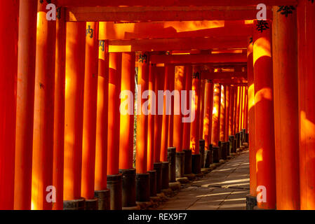 Senbon torii Pfad in Fushimi Inari-taisha, Kyoto, Japan Stockfoto