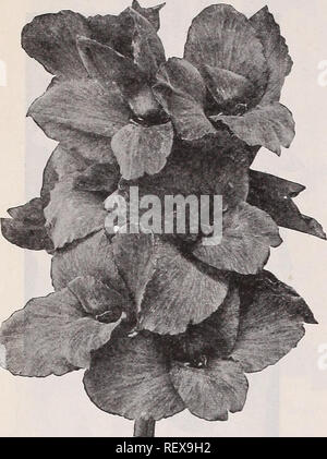 . Dreer der Großhandel Katalog für Floristen und Gärtner: 1940 Winter Frühling Sommer. Die Glühbirnen (Pflanzen) Kataloge; Gemüse; Blumen Samen Samen Kataloge Kataloge; Baumschulen (Gartenbau) Kataloge; Gartengeräte und Zubehör Kataloge. DREER WÄHLEN SIE CANNA WURZELN?.^^ ist ^V^}^^?^ J°' '^' "^"^^' ich S°°" Eingang der Bestellung. Die Nachfrage ist stark. Dreer s Wählen Sie CANNAS sind tlie besten und beliebtesten Sorten in commprrp Die Wurzeln hier alle sind auf unsere Riverton angezogenen Sie^ Jill frisch für Aufträge, die zum Zeitpunkt der Lieferung aufgeteilt werden können und somit ihre vitaliry nicht Hav Stockfoto