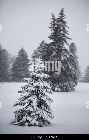 Schnee auf Pinien auf einem Feld Stockfoto