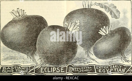 . Dreer die vierteljährlichen Großhandel Preis Liste der Samen, Pflanzen & Amp; c. : Frühling Ausgabe April 1895 Juni. Die Glühbirnen (Pflanzen) Kataloge; Blumen Samen Samen Kataloge Kataloge; Gemüse; Gartengeräte und Zubehör Kataloge; Baumschulen (Gartenbau) Kataloge. Spezialitäten iiA Gemüse beeds.. £ arly Eclipse Zuckerrüben. Schnelles Wachstum, kleine und feine Qualität, schon in der Ägyptischen, aber größer und von besserer Qualität, Haut und Fleisch intensiv rot. "Lb. 50 cts.; 10 lbs 4,50 $; Bus. $ 8.00. X! Arly £ gyptian Rübe Rüben. Ein Standard sortieren und eine der ältesten in der cultiva, Farbe satten, tiefen Purpurrot, PE Stockfoto