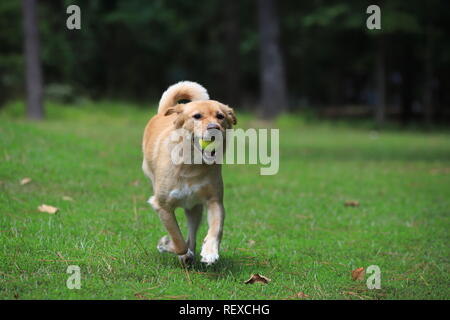 Golden mix Hund spielen holen im Hinterhof mit Tennis ball Stockfoto