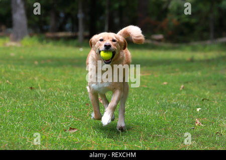 Golden mix Hund spielen holen im Hinterhof mit Tennis ball Stockfoto