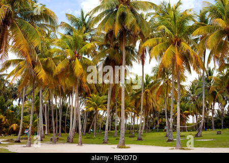 Palmen auf das kleine Inselchen von Johnny Cay. Die Insel San Andrés, Kolumbien. Okt 2018 Stockfoto