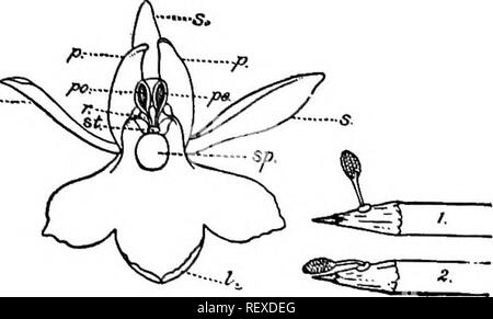 . Ein Handbuch der indischen Botanik. Botanik. ENTOMOPHILOUS BLUMEN 127. 6. Bke-Blumen. - Diese werden regelmäßig die Bestäubung durch Bienen und Wespen. Predomi zygomorphic Blumen - nate in dieser Klasse, und die vorherrschenden Farben sind rot, blau und violett. In den hoch spezialisierten Arten dieser Klasse wie die meisten Orchidacecs, nur wenige Arten von Biene kann Bestäubung Wirkung. Die Struk- tur der Blüten der Orchideen, in Kapitel XV beschrieben, zeigt deutlich, dass die pollinien möglicherweise nicht die Schande, die ohne Hilfe eines externen Agent zu erreichen. Der Agent ist eine lange-tongued Biene, die gorgeo angezogen Stockfoto