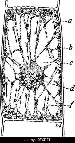 . Praktische Lehrbuch der Pflanzenphysiologie. Pflanzenphysiologie. Bewegungen von PROTOPLASMA 41 andererseits eine Erhöhung des Anteils der Sauerstoff bewirkt die Freisetzung von Energie nicht beschleunigen, oder wesentlichen Einfluss auf die Performance des Organismus außer soweit sie den der Druck der anderen atmosphärischen Elementen. 58. Streaming Bewegungen von Protoplasma in der Abwesenheit von Sauerstoff. Montieren Sie ein Blatt von Philotria, Nitella, oder ein Haar, das zeigt eine ausgeprägte streaming Bewegung, auf einem Deckel - Glas 2 cm im Durchmesser und Invertieren über der Öffnung eines Engelmann Gaskammer. Die Dichtung der Abdeckung in die Kammer von einem sma Stockfoto