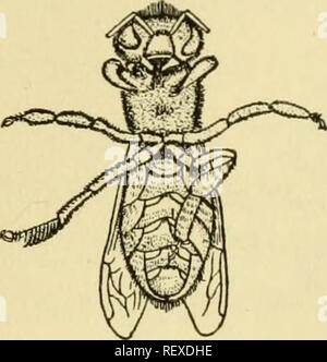 . Schöpfung durch Evolution; einen Konsens der heutige Wissen, wie sie von führenden Behörden in nicht-technischen Sprache, die alle verstehen können. Evolution. Die ENTWICKLUNG DER BIENE UND DEN BIENENSTOCK. Abb. 5.-^ Unter der Oberfläche einer Arbeitsbiene, show-ing die Hinterbeine, indem von einem Pocket eine flocke von Wachs, in den Mund und in die Zelle der Kamm geknetet werden. (Nach Casteel.). Bitte beachten Sie, dass diese Bilder aus gescannten Seite Bilder, die digital für die Lesbarkeit verbessert haben mögen - Färbung und Aussehen dieser Abbildungen können nicht Perfekt r extrahiert werden Stockfoto