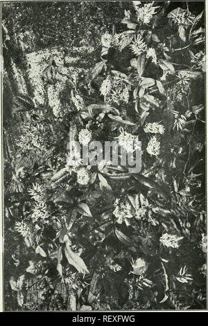 . Der Ewu. Vögel - Zeitschriften; Vögel - Australasien Zeitschriften. Die Emu, Vol. XX. Platte XXVIII. Bitte beachten Sie, dass diese Bilder sind von der gescannten Seite Bilder, die digital für die Lesbarkeit verbessert haben mögen - Färbung und Aussehen dieser Abbildungen können nicht perfekt dem Original ähneln. extrahiert. Australasian Ornithologists' Union; Royal Australasian Ornithologists' Union. Melbourne: Australasian Ornithologists' Union Stockfoto