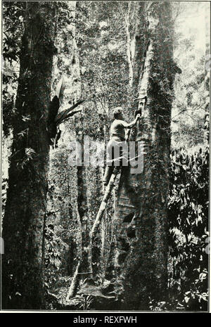 . Der Ewu. Vögel - Zeitschriften; Vögel - Australasien Zeitschriften. Die Emu, Vol, XX. Platte XXVI. Nest von König Parrot [Aprosmictus scapulatus). Foto. Von S. W. JACKSON, R.A.O.C. Bitte beachten Sie, dass diese Bilder sind von der gescannten Seite Bilder, die digital für die Lesbarkeit verbessert haben mögen - Färbung und Aussehen dieser Abbildungen können nicht perfekt dem Original ähneln. extrahiert. Australasian Ornithologists' Union; Royal Australasian Ornithologists' Union. Melbourne: Australasian Ornithologists' Union Stockfoto