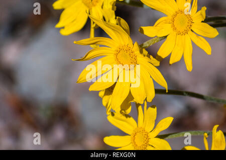 Gemeinsame woolly Sonnenblume (Eriophyllum lanatum) Wildblumen blühen in Siskiyou County, Kalifornien Stockfoto