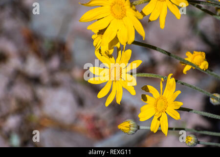 Gemeinsame woolly Sonnenblume (Eriophyllum lanatum) Wildblumen blühen in Siskiyou County, Kalifornien Stockfoto