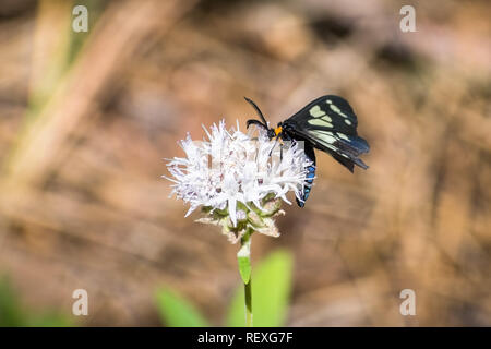 Polizei - Auto Motte (Gnophaela vermiculata) Ernährung auf einem Berg coyote mint Wildflower, Nördliche Calfiornia Stockfoto