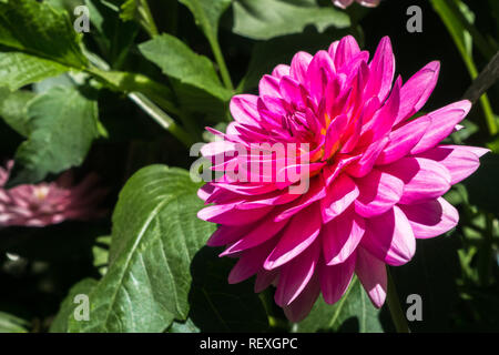 In der Nähe von Rosa gefiedert Dahlie (Dahlia Pinnata) Blüte; grüne Blätter im Hintergrund sichtbar Stockfoto
