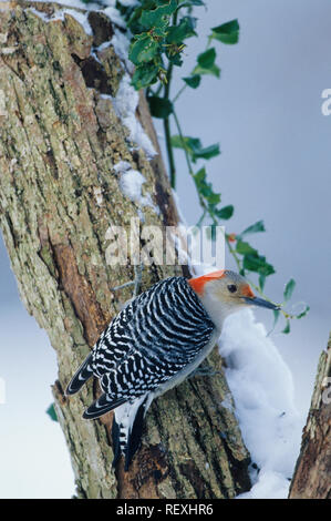 01196-02615 Red-bellied Woodpecker (Melanerpes carolinus) Weibchen auf der toten Baum im Winter Marion Co.IL Stockfoto