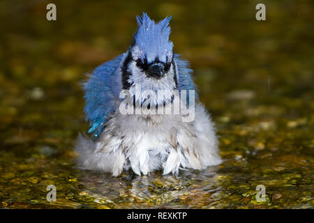 01288-05515 Blue Jay (Cyanocitta cristata) baden, Marion Co., IL Stockfoto