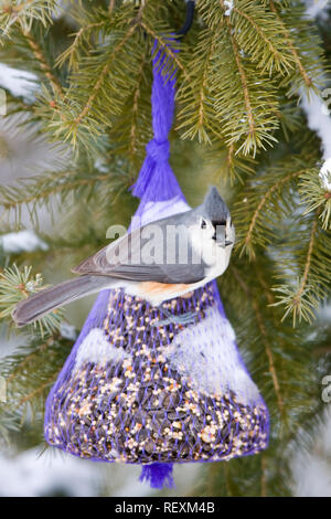 01298-034.09 Getuftete Meise (Baeolophus bicolor) auf suet/seed Bell im Winter, Marion Co.IL Stockfoto