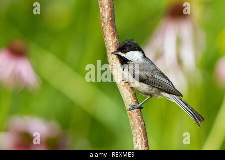 01299-03308 Carolina Chickadee (Poecile carolinensis) im Blumengarten, Marion Co., IL Stockfoto