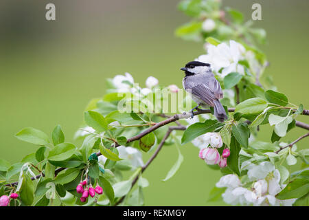 01299-03411 Carolina Chickadee (Poecile carolinensis) in Crabapple Tree (Malus sp.) im Frühjahr Marion Co.IL Stockfoto