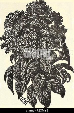 . Dreer der Großhandel Preisliste für 1903: Blumensamen, Blumenzwiebeln pflanzen Werkzeuge, Düngemittel, Insektizide, Verbrauchsmaterialien usw. Glühlampen (Pflanzen) Kataloge; Blumen Samen Samen Kataloge Kataloge; Gemüse; Baumschulen (Gartenbau) Kataloge. GREVILLEA ROBUSTA Kürbisse, Zierpflanzen. Flasche = geprägt. Â Calabash oder Pendelarm. Weiße Eier. Herkules' Club. Â. Orange.... Pear = geprägt. Teller - Lappen oder Schwamm Serpent's Turk Turban. . Zucker Trog. . Gemischte Sorten. Oz. 0 $ 10 Gräser, Zierpflanzen. Diese sind nun weitgehend in großen Betten sowie für einzelne Exemplare verwendet. Die Pennisetums sind eine der besten Pflanzen Stockfoto