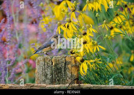 01377-07004 Eastern Bluebird (Sialia sialis) Weibchen auf zaunpfosten im Blumengarten Marion Co.IL Stockfoto