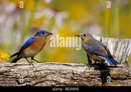 01377-15608 Östliche Drosseln (Sialia sialis) männlichen & weiblichen auf Zaun in der Nähe der Blumengarten, Marion Co.IL Stockfoto