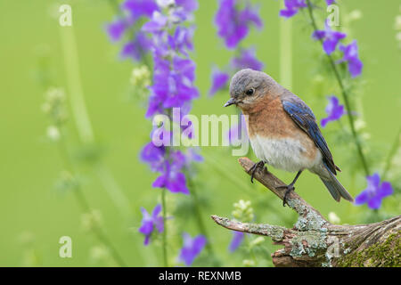 01377-17806 Eastern Bluebird (Sialia sialis) Weibliche im Blumengarten, Marion Co., IL Stockfoto