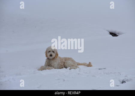 Golden Doodle im Schnee Stockfoto