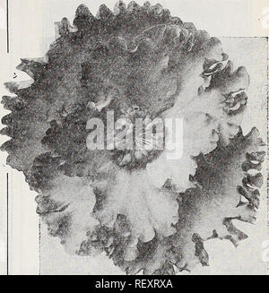. Dreer der Großhandel Katalog für Floristen: Winter Frühling Sommer 1937. Die Glühbirnen (Pflanzen) Kataloge; Gemüse; Blumen Samen Samen Kataloge Kataloge; Baumschulen (Gartenbau) Kataloge; Gartengeräte und Zubehör Kataloge. J Hardy Begonia Begonia Evansiana Evansiana dieser Vielfalt, mit dem Schutz von ein paar Blätter, ist vollkommen winterhart in der Nähe von Philadelphia. Hat auffallend großen, rosa Blüten. Blüht üppig im September und Oktober. Starke 3-lnch Topfpflanzen, bereit, 1 b kann. $ 2,00 pro dtz.; $ 15.00 pro 100. Dreer Extra Wahl Tuberous-Rooted Begonien. In Form von Prills Tuberous-Rooted Begonia T Stockfoto