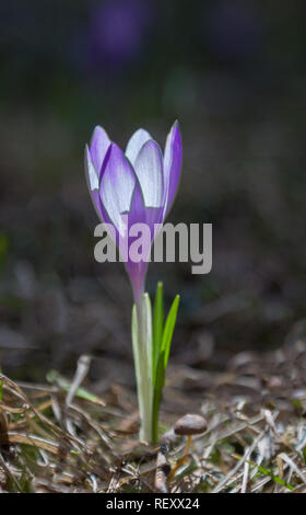 Close-up of a Lonely blue Krokus, blühen in einem sonnigen Frühling Tanz auf einer Bergwiese Stockfoto