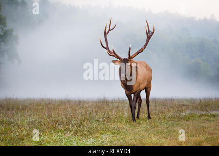 Männlicher Elch in voller Größe in North Carolina mit Nebel im Hintergrund Stockfoto