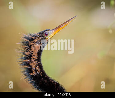 Golden Zucht Federn auf anhinga Frau in Florida Stockfoto