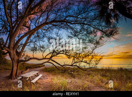 Picknickbank unter Baum auf Manasota Key Stockfoto