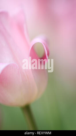 Rosa Rose mit gewelltem Blütenblatt Stockfoto