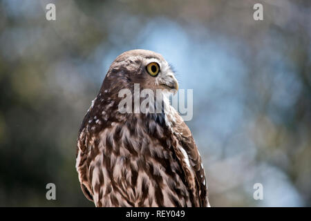 Dies ist eine Nahaufnahme eines Barking Owl Stockfoto