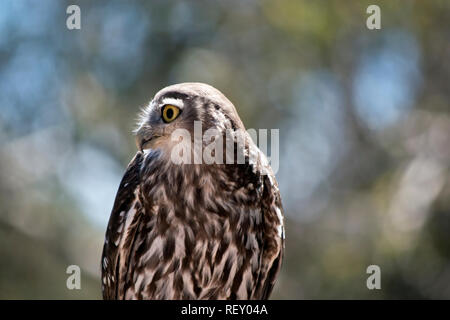Dies ist eine Nahaufnahme eines Barking Owl Stockfoto