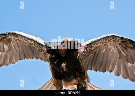 Die Schwarze breasted Bussard ist seine Flügel Stretching Stockfoto