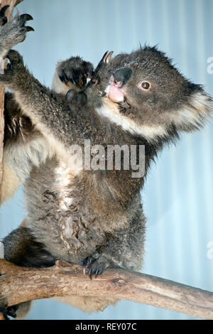 Die Mutter der Koala ist schob ihren Joey entfernt Stockfoto