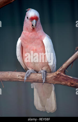 Die großen Mitchell Kakadu oder rosa Kakadu ist auf einem Ast sitzend Stockfoto