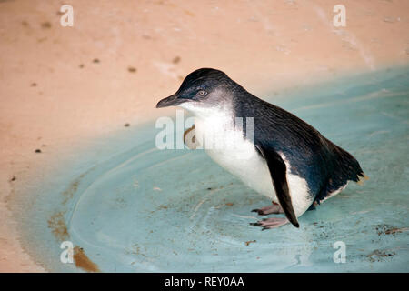 Dies ist eine Seitenansicht eines Fairy Pinguin Stockfoto