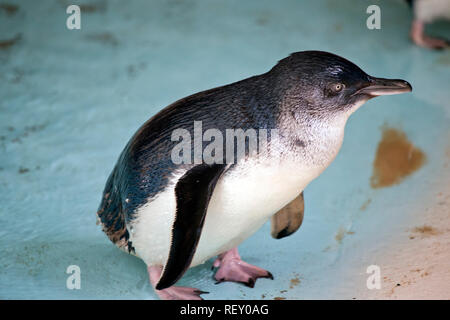 Dies ist eine Seitenansicht eines Fairy Pinguin Stockfoto