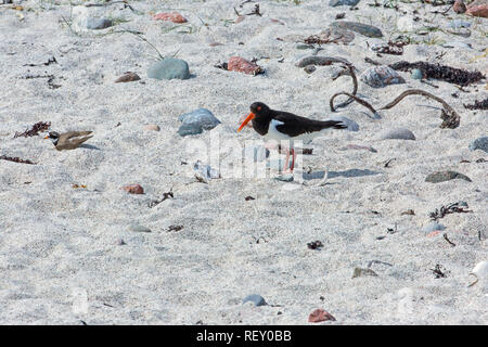 Kibitze (Charadrius hiaticula), Links, die Durchführung der "Broken Wing" Ablenkung verhalten, die versuchen, ein Austernfischer (​Haematopus Ostralegus) von ihrem Nest site führen. Stockfoto