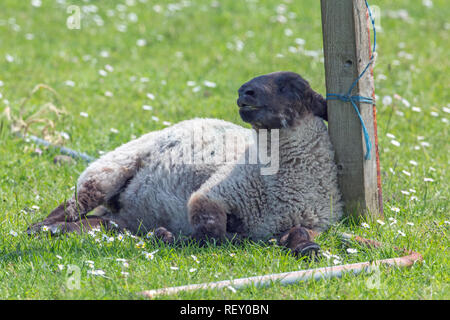 ​Sheep (Ovis aries), leiden unter außergewöhnlich hohe Wärmebelastung und eine fehlende Abdeckung oder Schatten Verfügbarkeit in einem offenen Feld Situation. Schiefe und stützte sich gegen eine redundante Zaunpfahl. Stockfoto