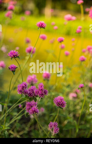 Gomphrena Nana oder Feuerwerk Blume. Violette Blume im Sonnenlicht. Stockfoto