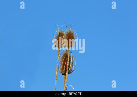 Wilde Karde teasle teazle teazel oder im Herbst, lateinischer Name Dipsacus fullonum Familie Caprifoliaceae mit blauen Himmel hinter in Italien im Herbst Stockfoto