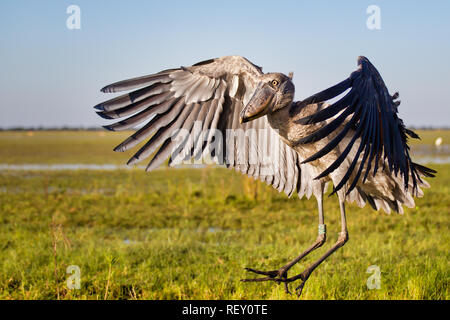 Schuhschnabel (Balaeniceps Rex) ist ein riesiger Vogel mit beeindruckenden Spannweite und finden Sie unter Bangweulu, Sambia. Stockfoto