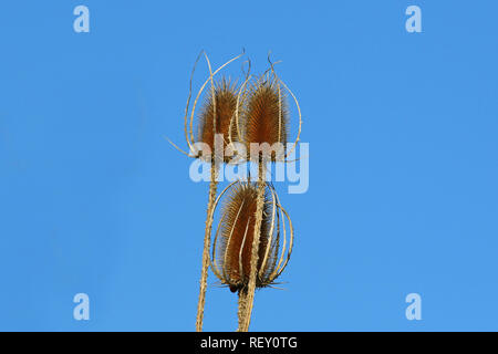 Wilde Karde teasle teazle teazel oder im Herbst, lateinischer Name Dipsacus fullonum Familie Caprifoliaceae mit blauen Himmel hinter in Italien im Herbst Stockfoto