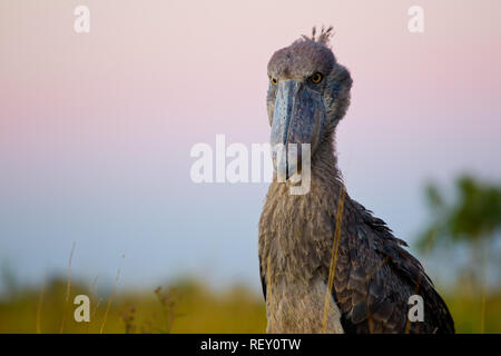 Schuhschnabel (Balaeniceps Rex) gehört zu den Top-Preis für Vogelbeobachter in Afrika und finden Sie im Bangweulu, Sambia Stockfoto