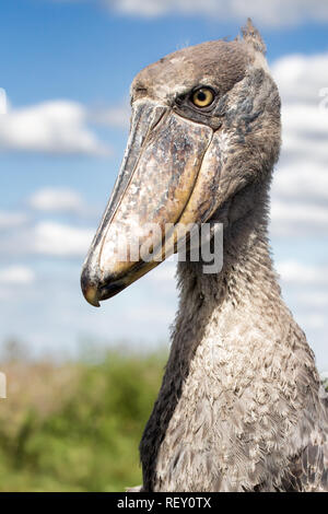 Schuhschnabel (Balaeniceps Rex) gehört zu den Top-Preis für Vogelbeobachter in Afrika und finden Sie im Bangweulu, Sambia Stockfoto