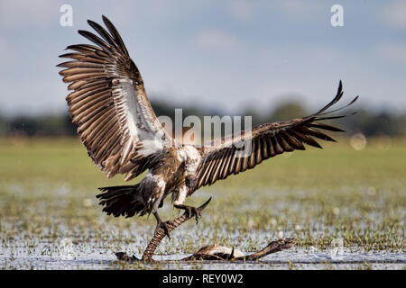 Weißrückenspecht Geier (abgeschottet Africanus) aufräumen und ernähren sich von Lechwe Schlachtkörper in Bangweulu, Sambia. Stockfoto